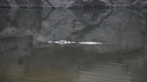 Crocodile elegantly floating around in the river in Ranthambore national park Stock Footage 257200453