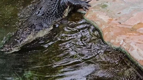 A crocodile entering a river	 Stock Footage 277541069