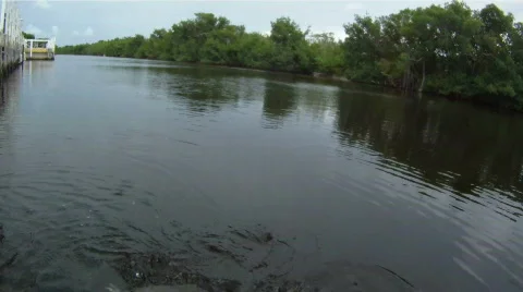 Crocodile Extreme Close Up Stock-Footage 768851
