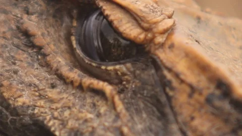 Crocodile Eye Close Up Stock Footage 103317216