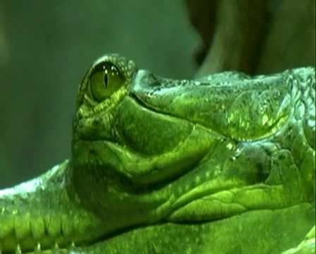 Crocodile eye Video stock 8994429