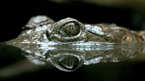 Crocodile Eye Video stock 21071903