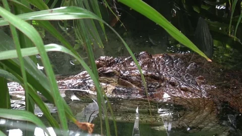 Crocodile eye Stock Footage 80898905