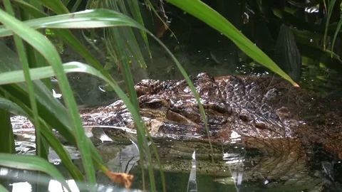 Crocodile eye Stock Footage 80996062