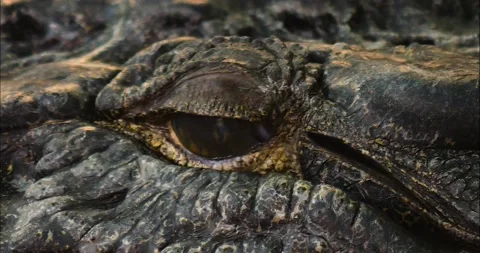 Crocodile eye Stock Footage 234135196
