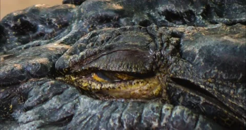 Crocodile eye Stock Footage 234135269