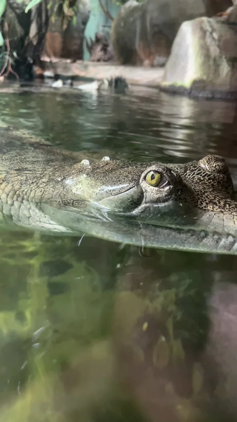 Crocodile eye macro stock video clip. Vertical format video. 4K Stock Footage 208434591