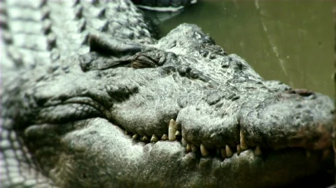 Crocodile eye open Stock Footage 660288