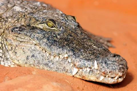 Crocodile eye Stock Photos