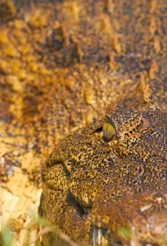 Crocodile eye Stock Photos