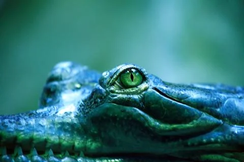 Crocodile eye Stock-Fotos