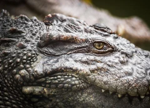 Crocodile eye Stock Photos
