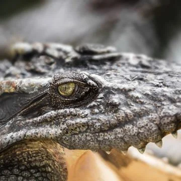 Crocodile eye Stock Photos