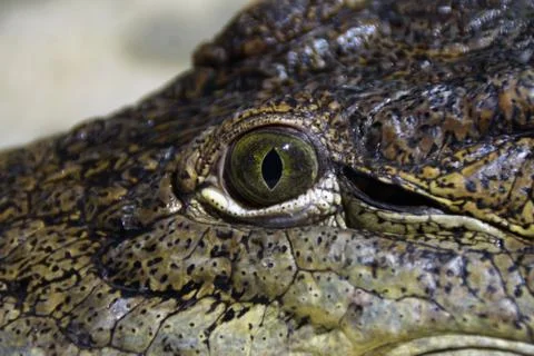 Crocodile eye Stock Photos