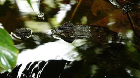 Crocodile eye Stock Photos