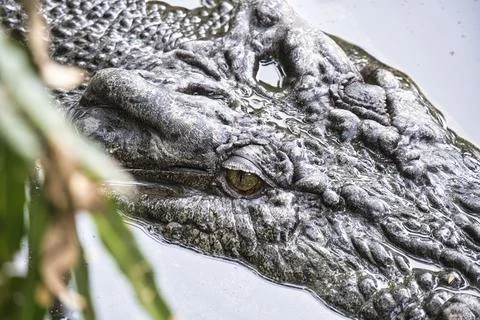Crocodile Eye Stock Photos