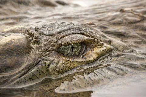 Crocodile Eye Stock Photos