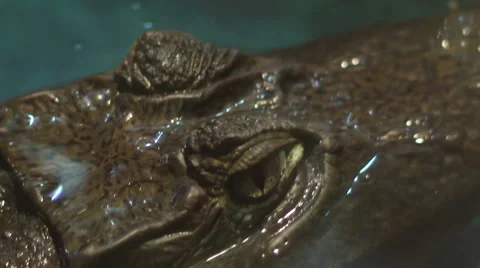 Crocodile Eyes Stock Footage 45228846