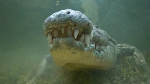 Crocodile face close up Stock Footage 143453660
