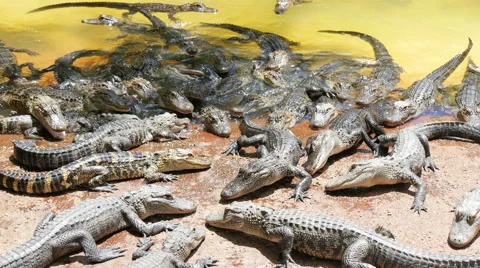 Crocodile Farm Видео 51055744