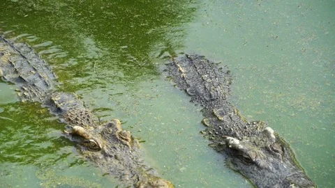 Crocodile Farm Stock Footage 78184641