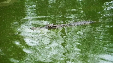 Crocodile Farm Stock Footage 78184664