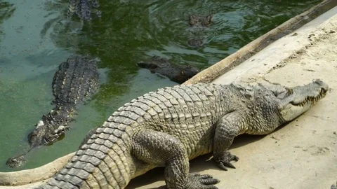 Crocodile Farm Video stock 78185717