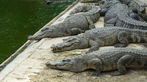 Crocodile Farm Stock Footage 78186374