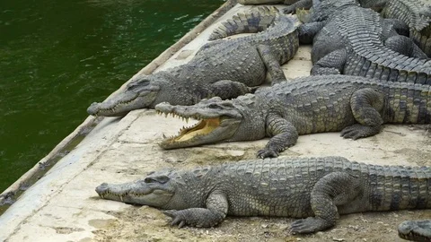 Crocodile Farm Stock Footage 78221759