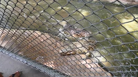 Crocodile Farm Pattaya Stock Footage 160976896