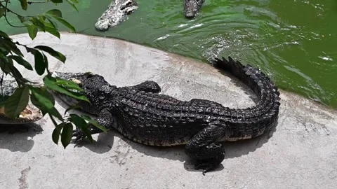 Crocodile Farm Pattaya Stock Footage 160977194