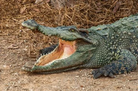 The crocodile in farm Foto stock