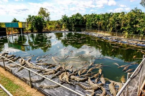 Crocodile farm. Stock Photos