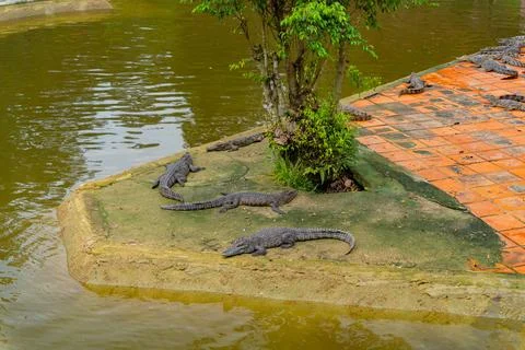 The crocodile is on the farm. 스톡 사진