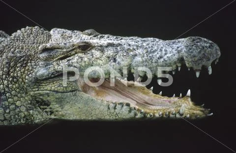 Crocodile farm reptile threat animal langkawi Stock Photos