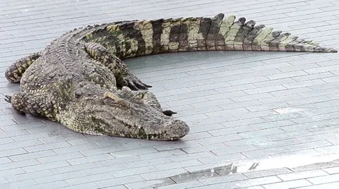 Crocodile in farm of thailand Stock Footage 24803193