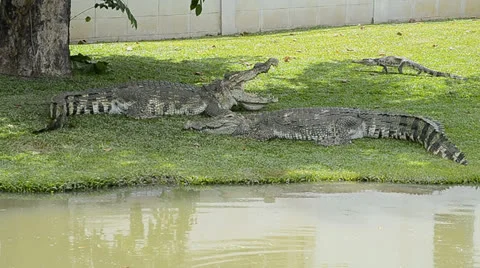 Crocodile in farm of thailand Stock Footage 24952109