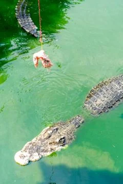 Crocodile feeding Stock Photos