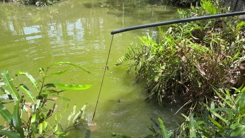 Crocodile Feeding Strike Demonstration Stock Footage 329264655