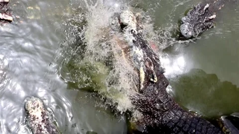 Crocodile feeding in water, top view Stock Footage 345341764