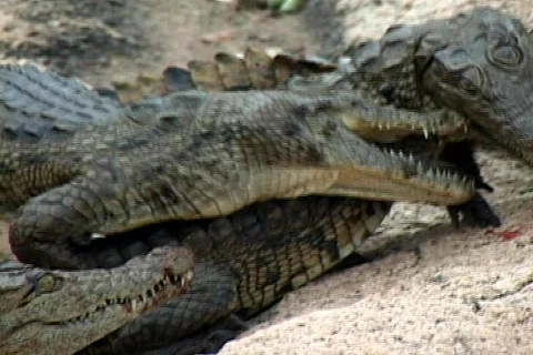 Crocodile Fight Stock Footage 585056