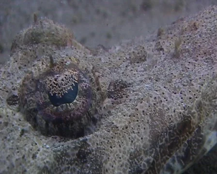 Crocodile fish - close up Video stock 459527