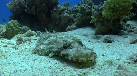 Crocodile fish on Coral Reef Stock Footage 24158682