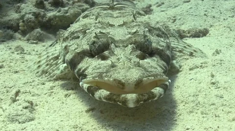 Crocodile fish on Coral Reef Stock Footage 51798541