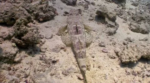 Crocodile fish on Coral Reef, Red sea Stock Footage 11890189