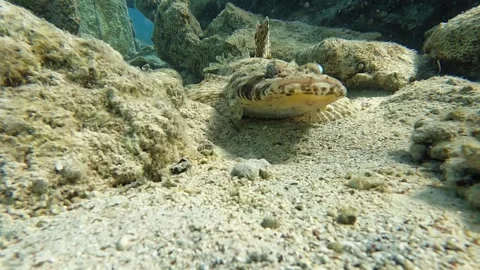 Crocodile Fish. Diving In The Red Sea Видео 278585020