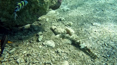 Crocodile Fish. Diving In The Red Sea Video stock 278586483