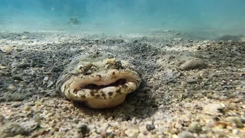 Crocodile Fish. Diving In The Red Sea Stock Footage 278589425