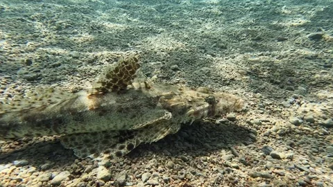 Crocodile Fish. Diving In The Red Sea Видео 278590198