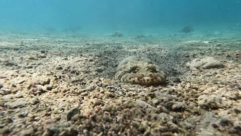 Crocodile Fish. Diving In The Red Sea Stock Footage 278592264